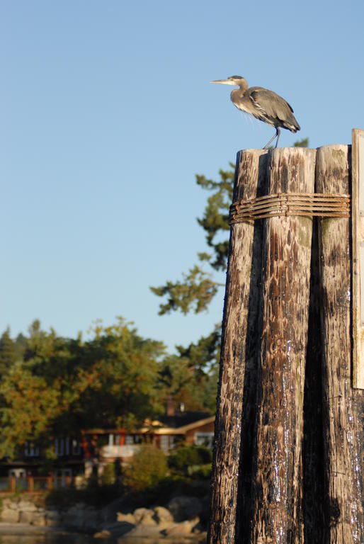 Galiano Oceanfront Inn & Spa Sturdies Bay ภายนอก รูปภาพ